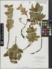Foto von Salix hastata L.